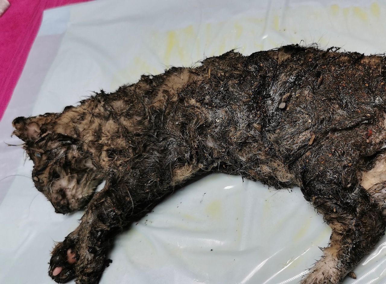 Dieses Katzenbaby wurde über und über mit Klebstoff verschmiert aufgefunden.