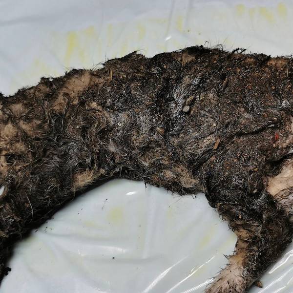 Dieses Katzenbaby wurde über und über mit Klebstoff verschmiert aufgefunden.