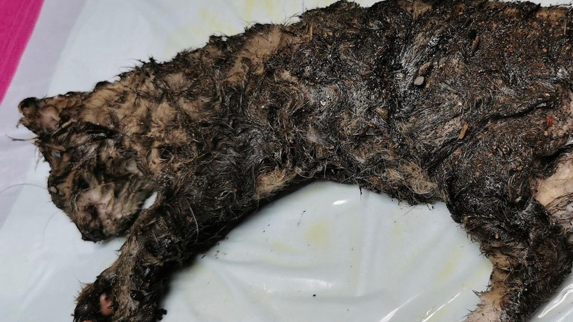 Dieses Katzenbaby wurde über und über mit Klebstoff verschmiert aufgefunden.