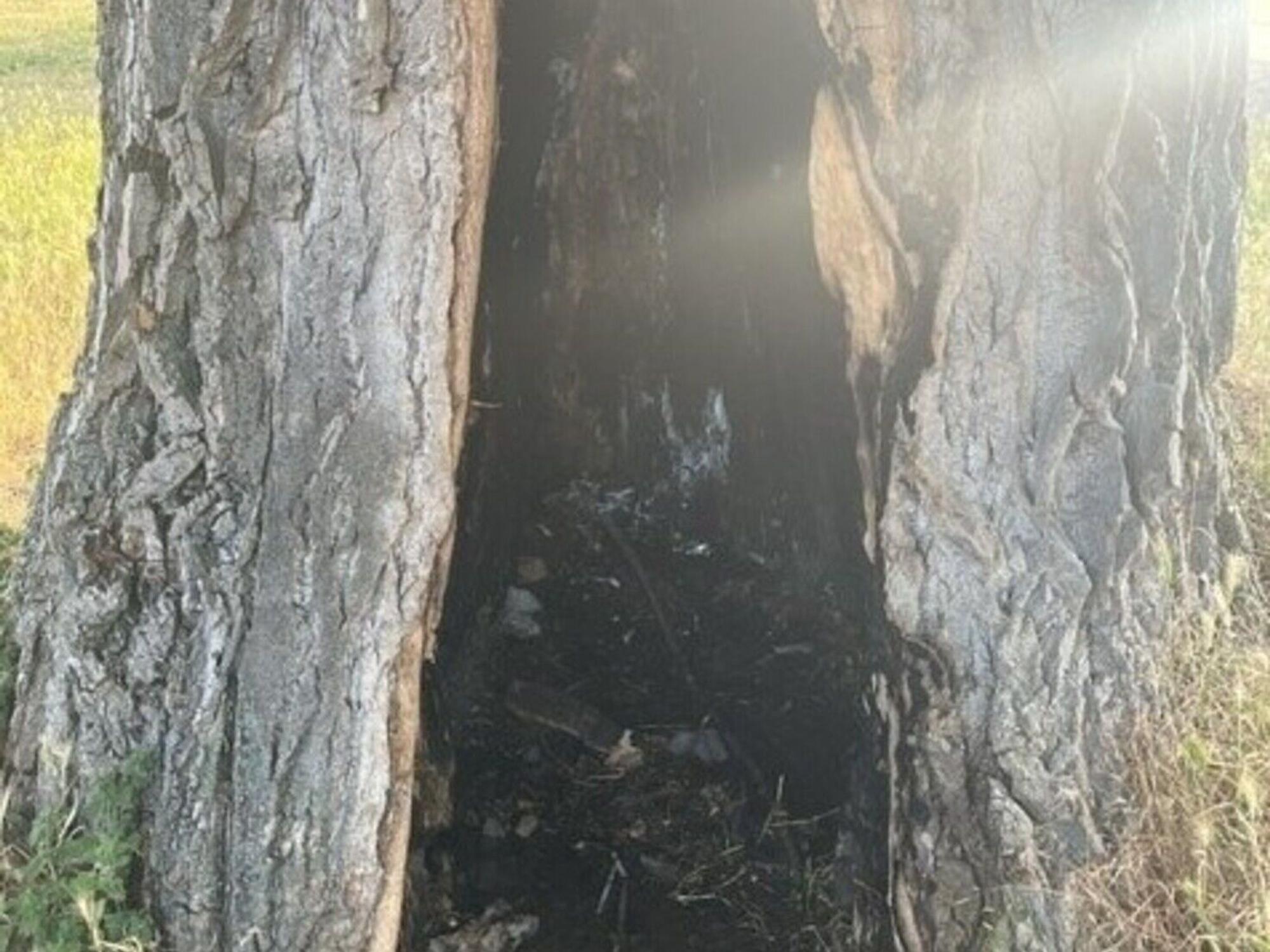 Im Rheinpark haben Unbekannte versucht, eine rund 75 Jahre alte kanadische Holz-Pappel anzuzünden.