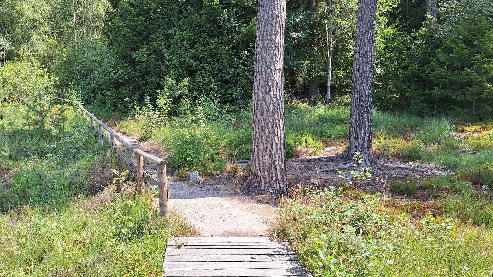 Der Moorpfad führt durch den Wald bei Dahlem.
