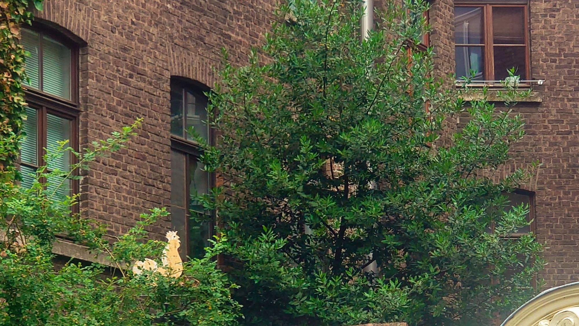 Im Hof eines Hauses in der Buschgasse im Vringsveedel wächst ein ungewöhnlicher Baum – ein acht Meter hoher, 35 Jahre alter echter Lorbeer.
