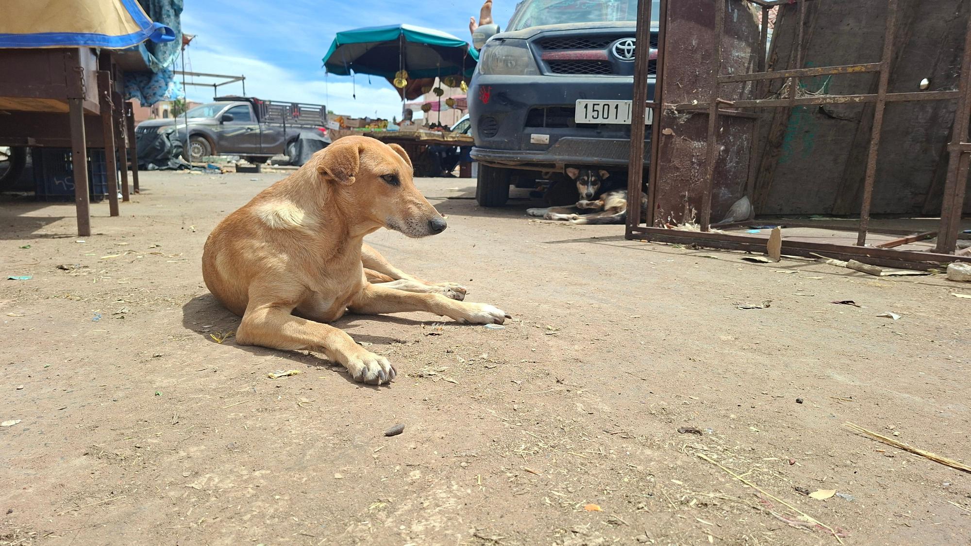 Ein Hund liegt in Marokko auf einer Straße. (Archivbild)