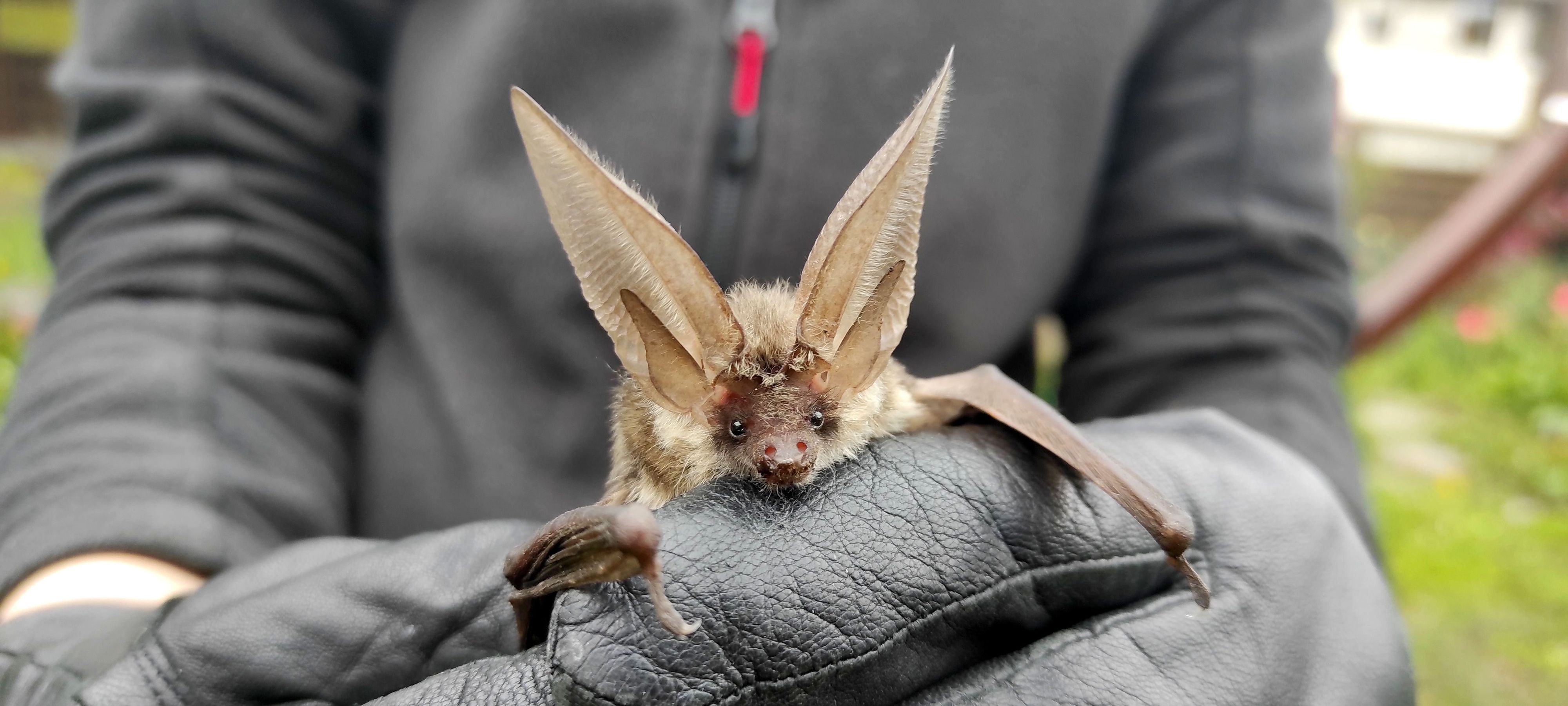 Eine Fledermaus (Graues Langohr) wird in der behandschuhten Hand einer Person festgehalten.