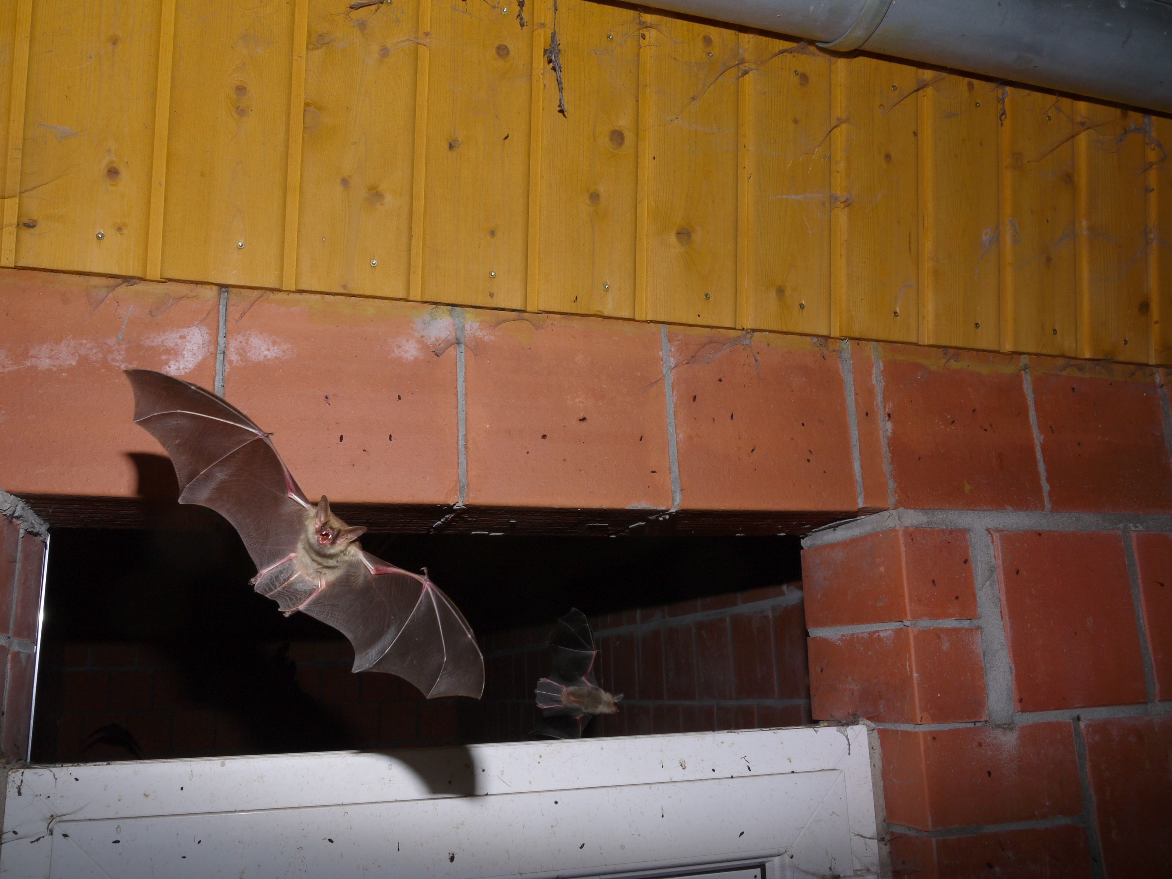 Eine Fledermaus mit ausgebreiteten Flügeln beim Verlassen der Wochenstube in der Schleidener Schlosskirche.