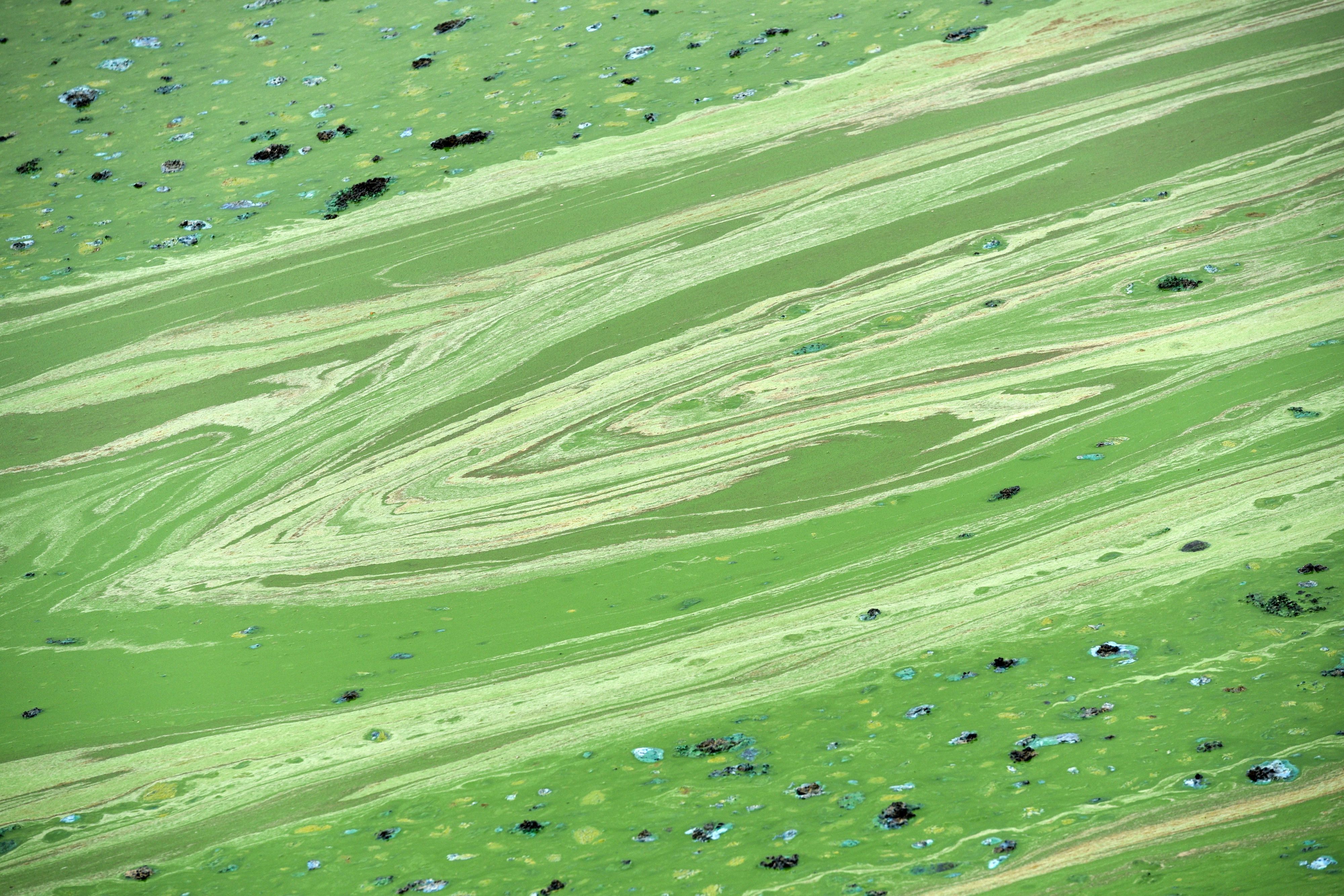 Blaualgen erzeugen auf Wasseroberflächen giftgrüne Schlieren. (Symbolbild)