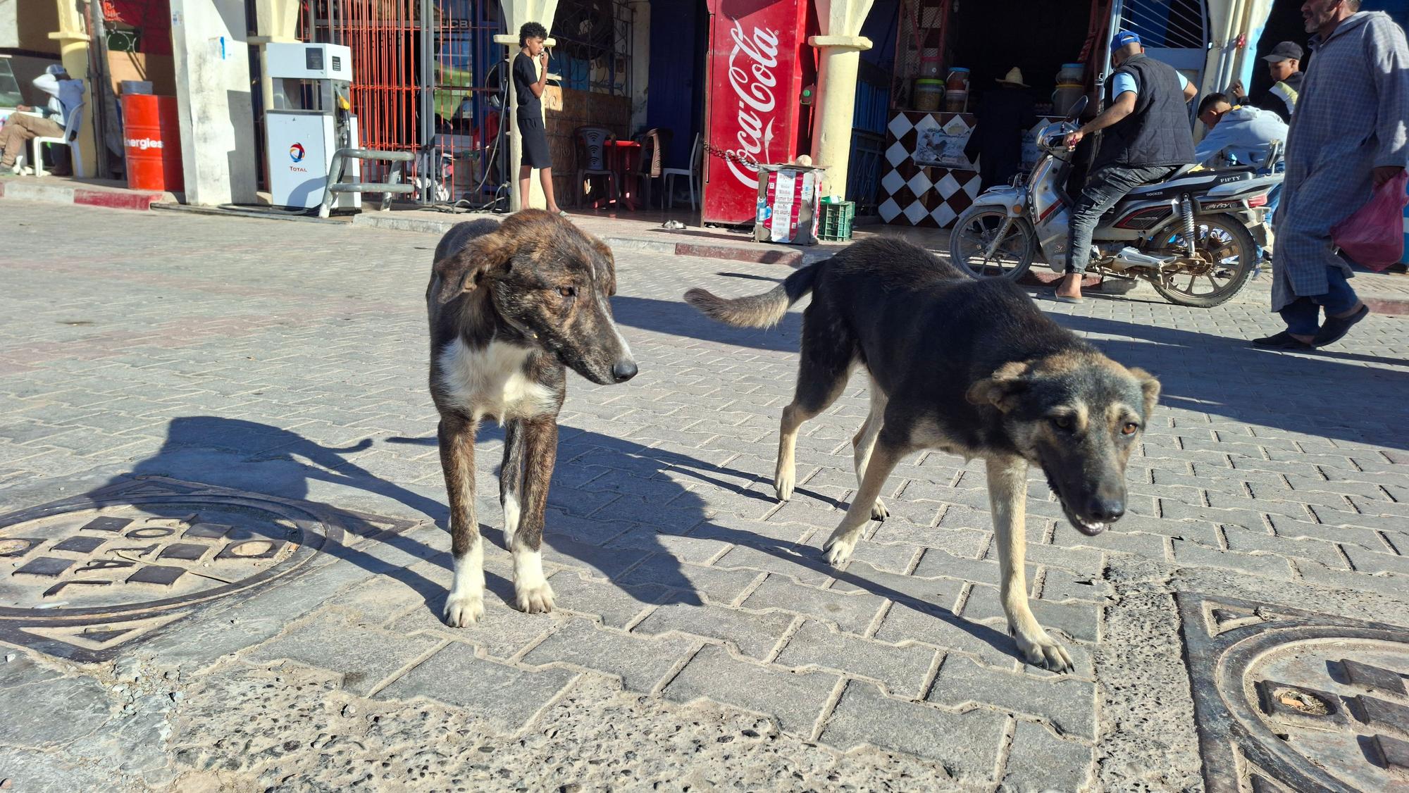 PRODUKTION - 06.05.2026, Marokko, El Hanchane: Hunde stehen vor Geschäften auf der Straße. (zu dpa: «Lässt Marokko vor Fußball-WM 2030 systematisch Hunde töten?») Foto: Amine Regragui/dpa +++ dpa-Bildfunk +++