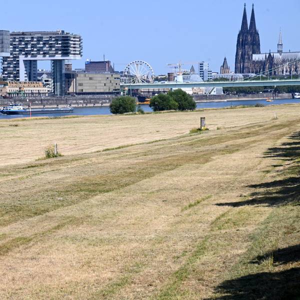 Eine Wiese am Rhein ist vertrocknet, im Hintergrund die Kölner Kranhäuser und der Dom.