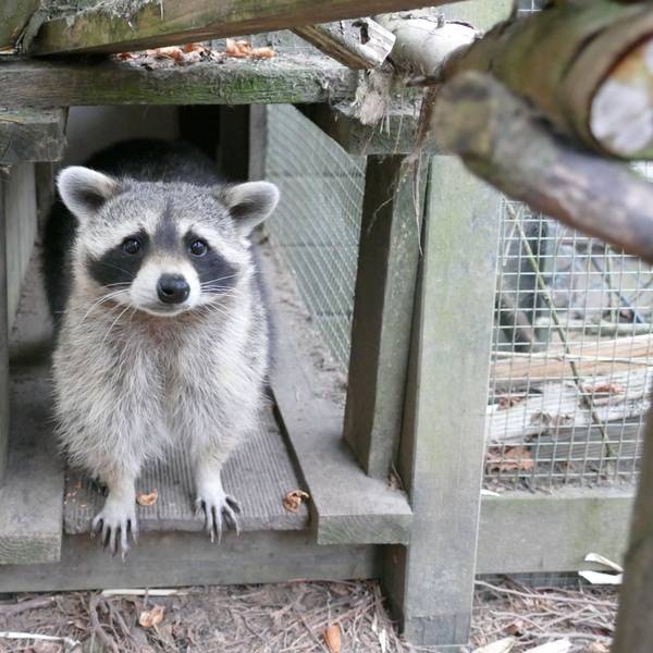 Im Wildpark in Nideggen können Waschbären gefüttert werden. (Symbolbild)