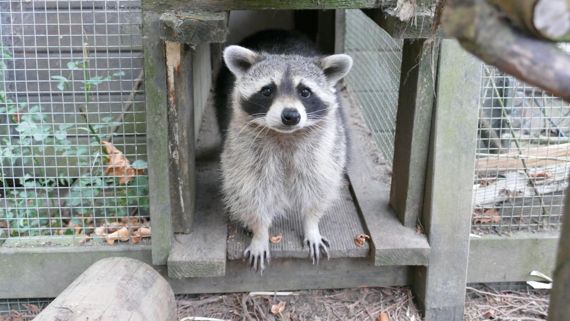 Im Wildpark in Nideggen können Waschbären gefüttert werden. (Symbolbild)