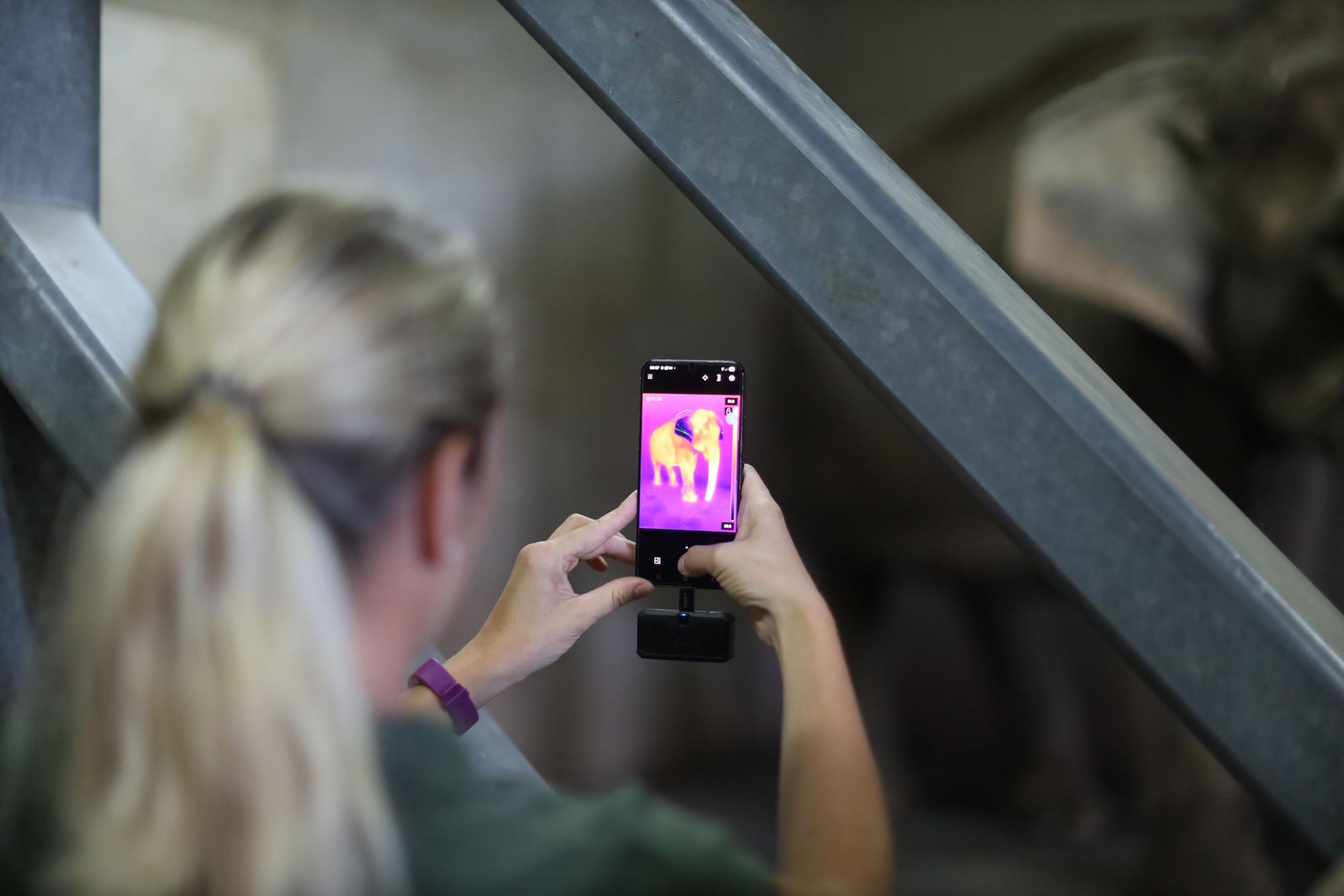 16.07.2026, Köln: Reportage Tierärztin im Kölner Zoo - Die Elefanten. Leitkuh Kreeblamduan hat eine Entzündung am Fuß. Nun muss Dr. Sandra Marcordes zu Hilfe eilen. Foto: Arton Krasniqi