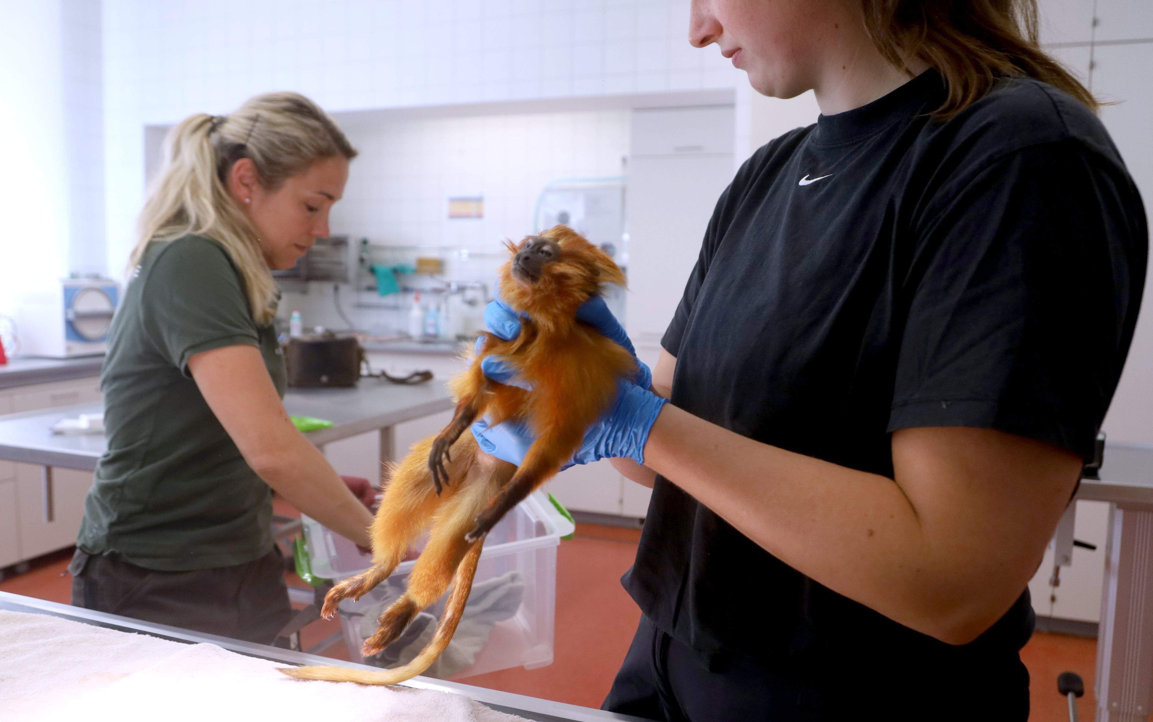 16.07.2026, Köln: Tierärztin Dr. Sandra Marcordes und Praktikantin Ida de Castillo (v.l.) in der Praxis am Zoo. Heute steht eine Affen Operation an. Nahla, ein Goldgelber Löwenaffe, ist mehrfache Mutter und bekommt nun ein Verhütungsimplantat eingesetzt. Foto: Arton Krasniqi