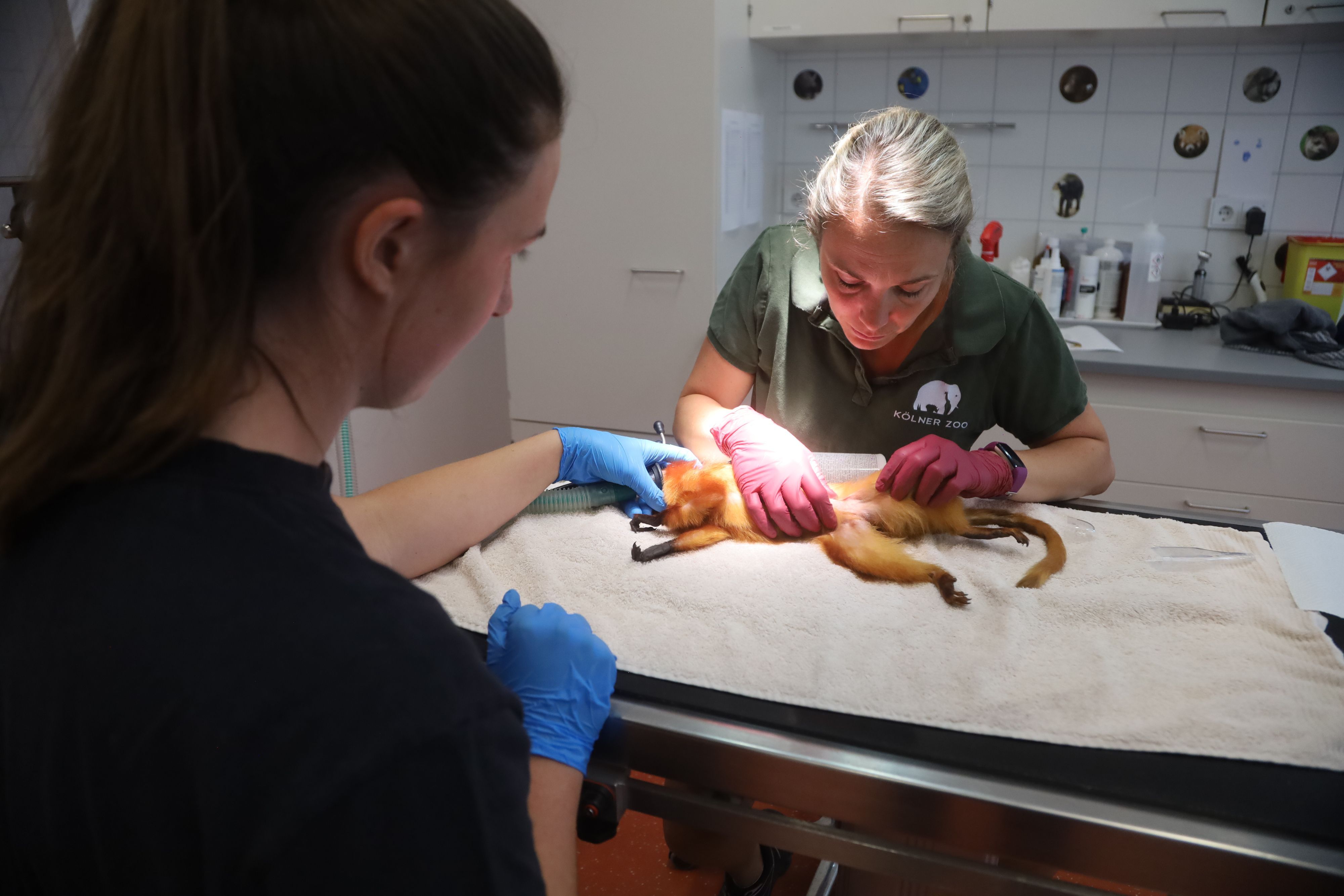 16.07.2026, Köln: Tierärztin Dr. Sandra Marcordes und Praktikantin Ida de Castillo (v.r.) in der Praxis am Zoo. Heute steht eine Affen Operation an. Nahla, ein Goldgelber Löwenaffe, ist mehrfache Mutter und bekommt nun ein Verhütungsimplantat eingesetzt. Foto: Arton Krasniqi