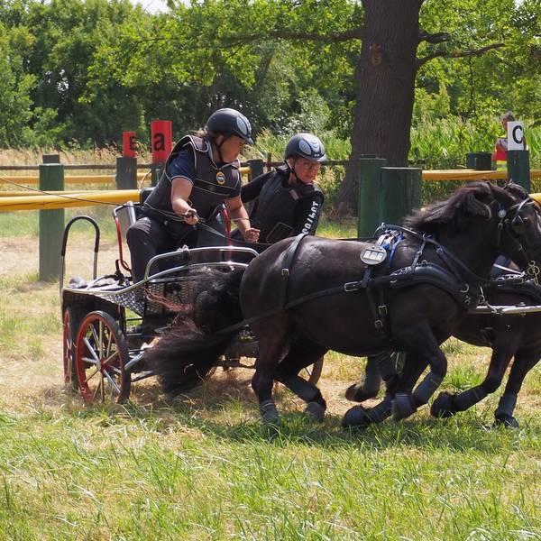 Zwei schwarze Ponys vor der Kutsche aus einem Hindernis heraus.