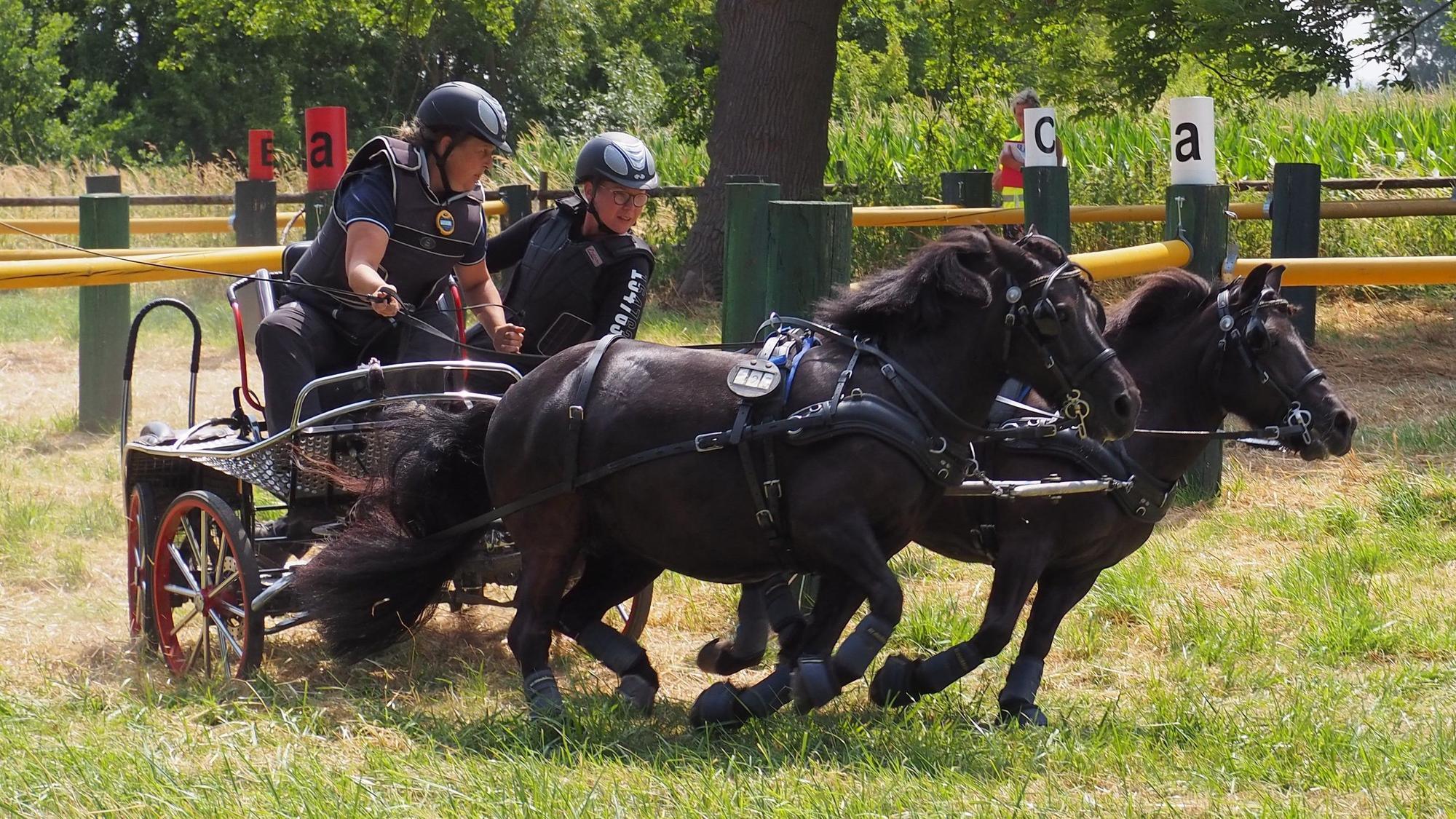 Zwei schwarze Ponys vor der Kutsche aus einem Hindernis heraus.