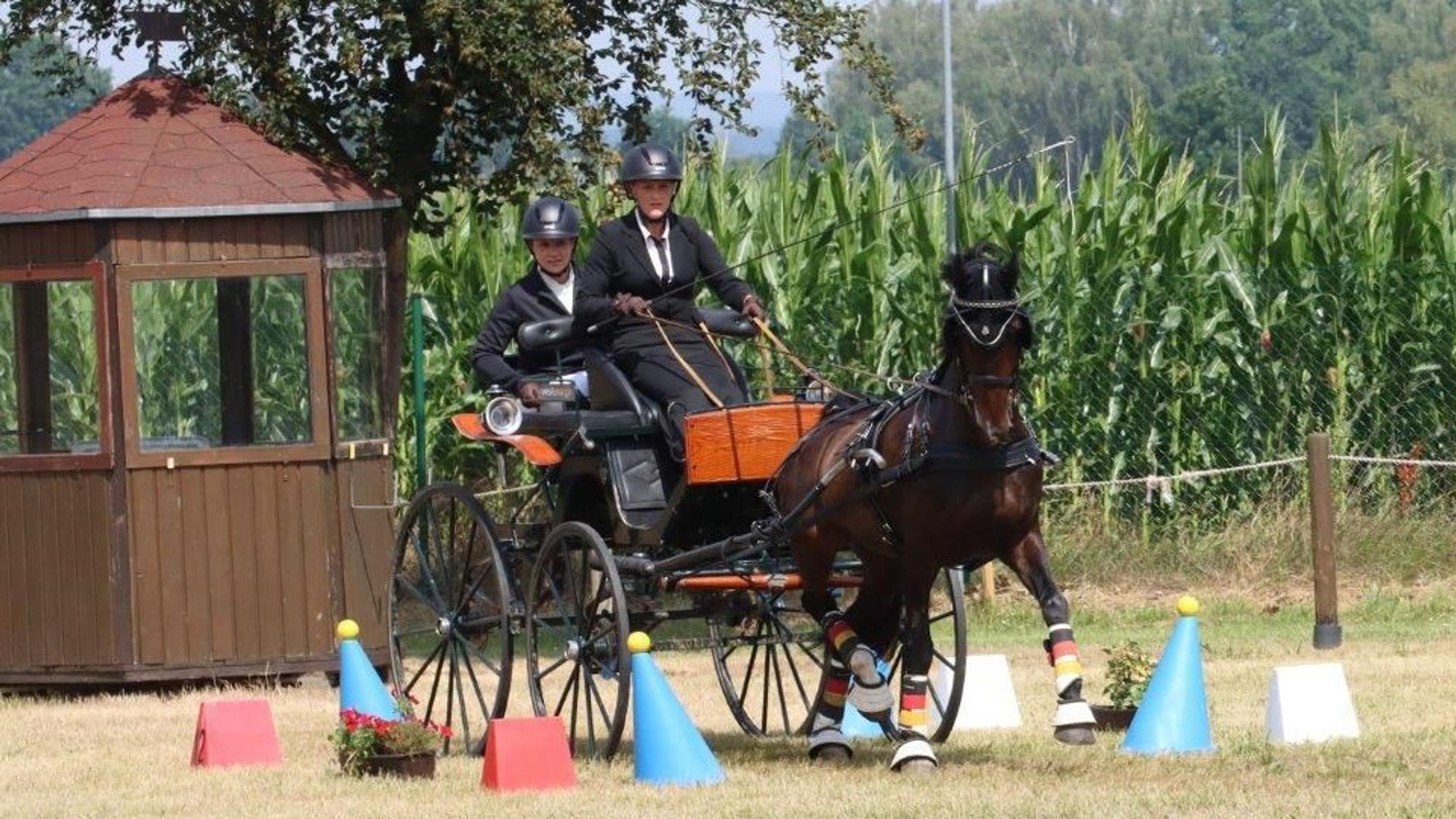 Eine Kutsche, die von einem dunklen Pferd gezogen wird, fährt zwischen Kegeln hindurch.