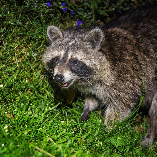 Das Bild zeigt einen Waschbären in einem Garten in der Eifel.