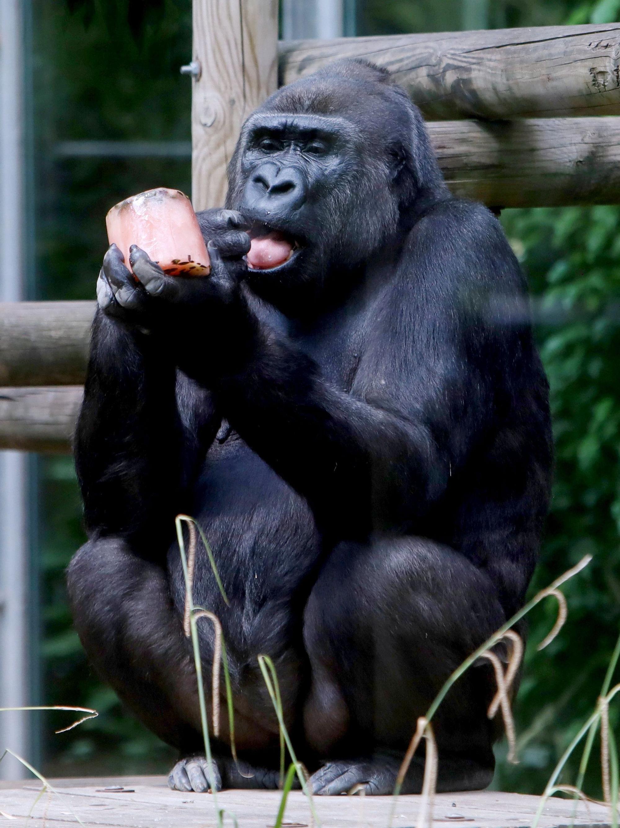 14.07.2026, Köln: Eiszeit im Kölner Zoo: Auch die Gorillas freuen sich bei den sommerlichen Temperaturen über eine erfrischende Abkühlung. Dafür gibt es einen besonderen Eis-Snack: gefrorenen Früchtetee mit Nüssen und Apfelstücken. Eine leckere und willkommene Erfrischung. Foto: Arton Krasniqi