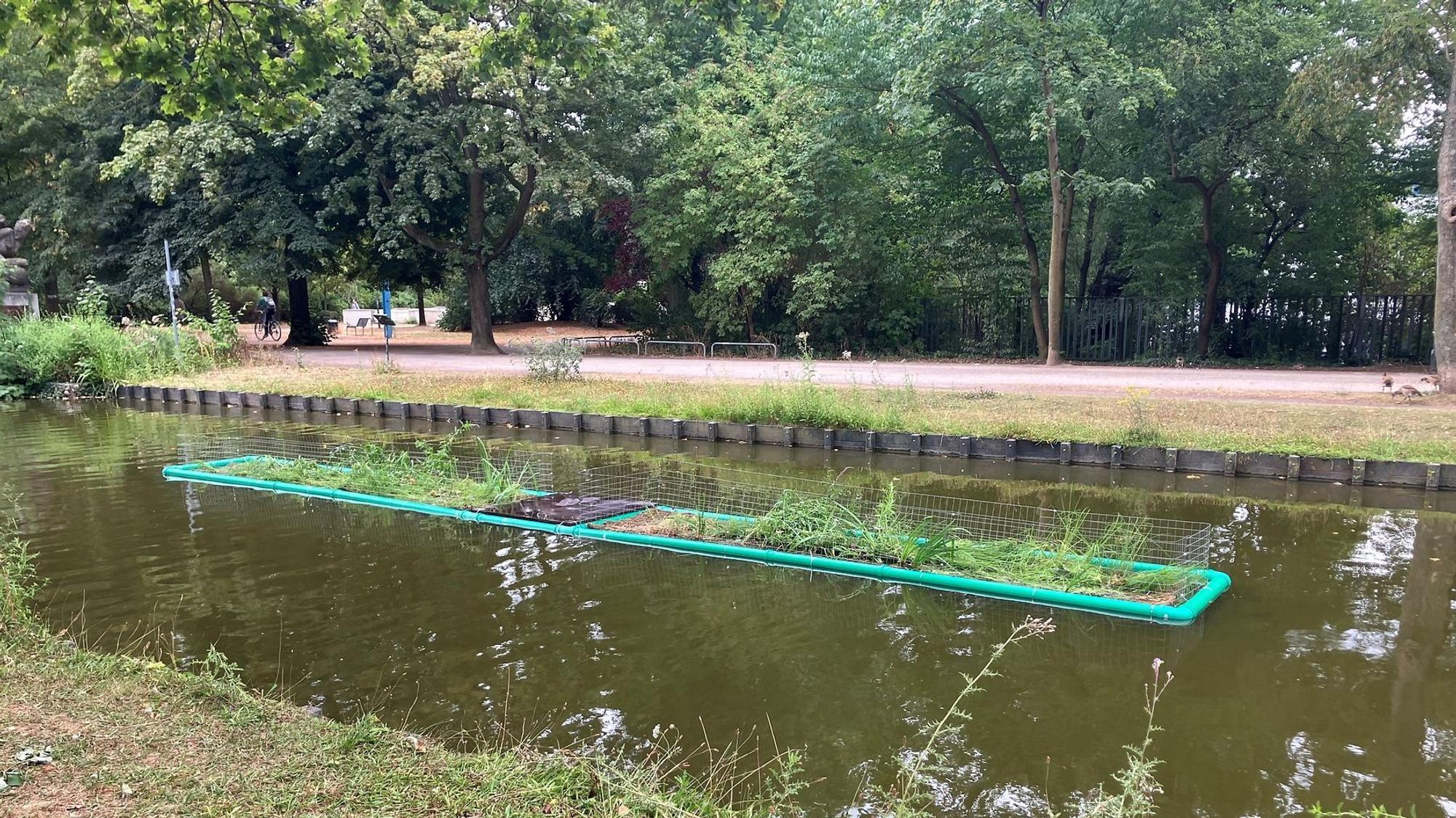 Die neue Pflanzinsel im Rautenstrauchkanal