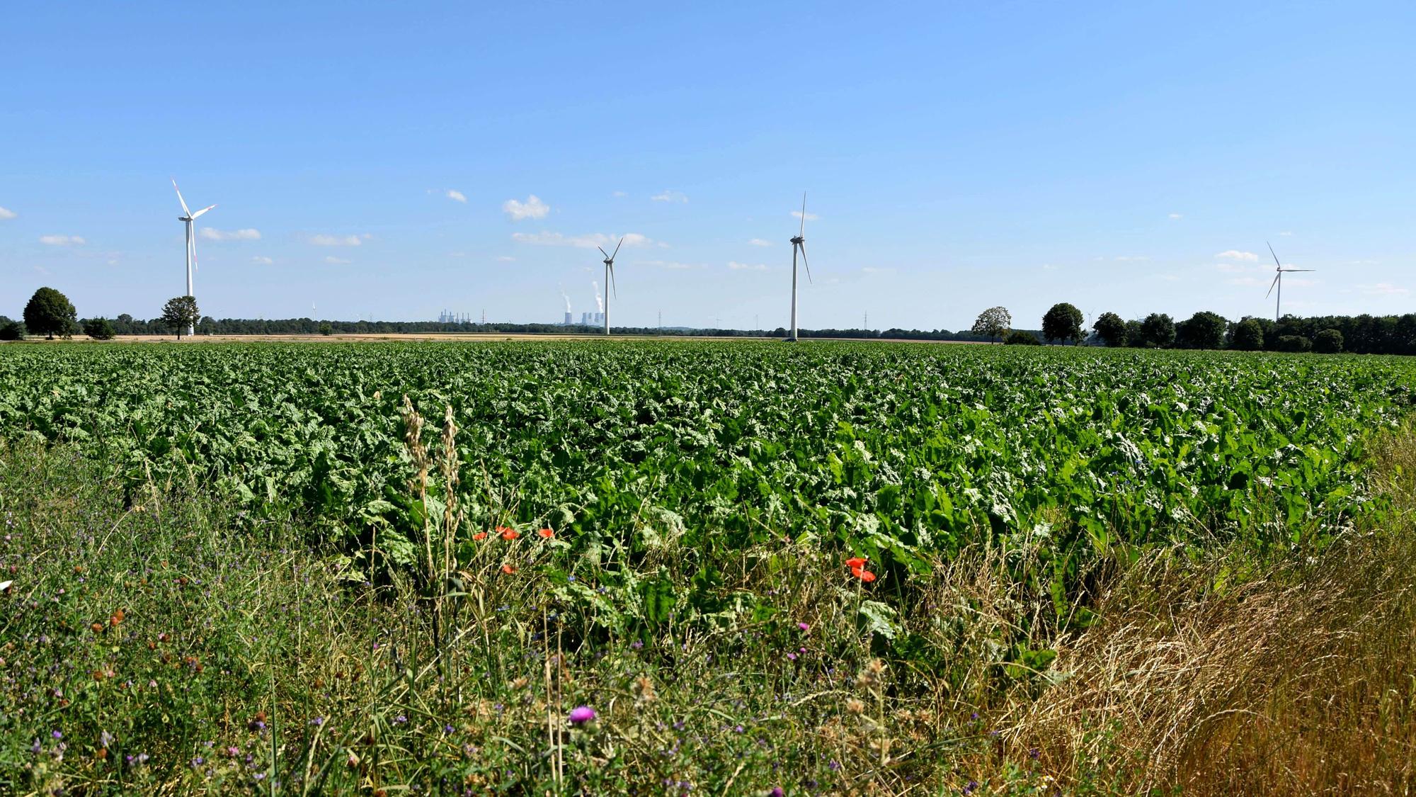 Zu sehen ist ein weites Feld, im Hintergrund stehen Windkraftanlagen.