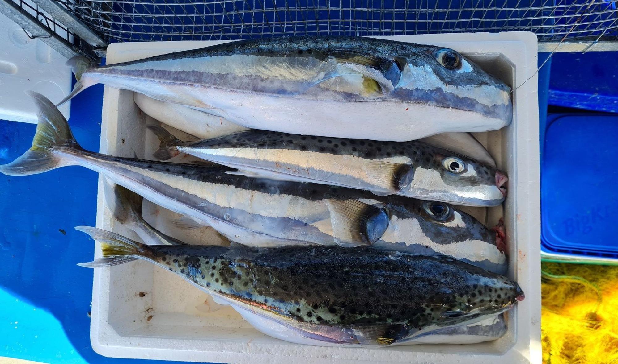 Jagd auf giftigen Hasenkopf-Kugelfisch in Griechenland