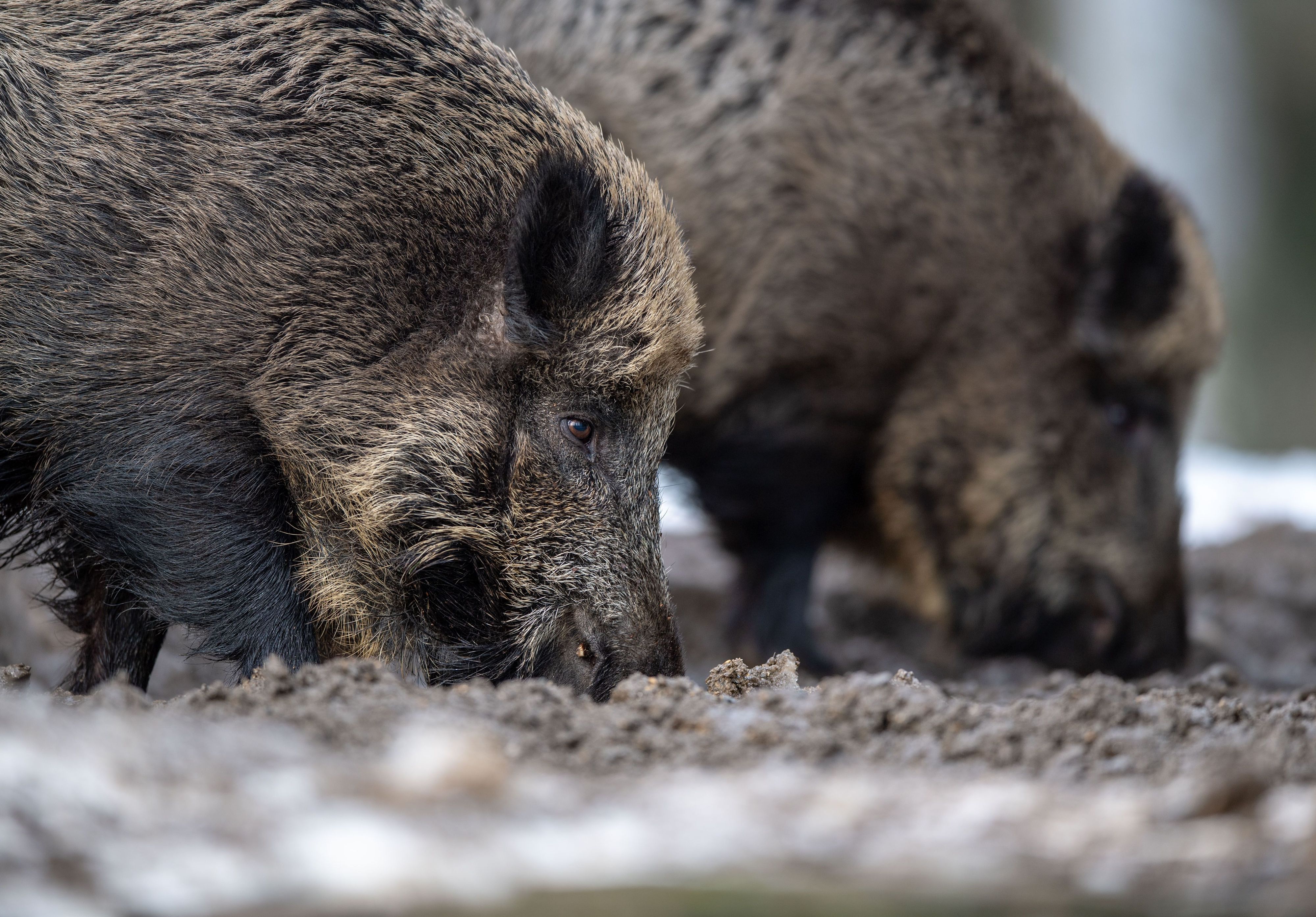 Zu sehen sind Wildschweine beim Fressen.