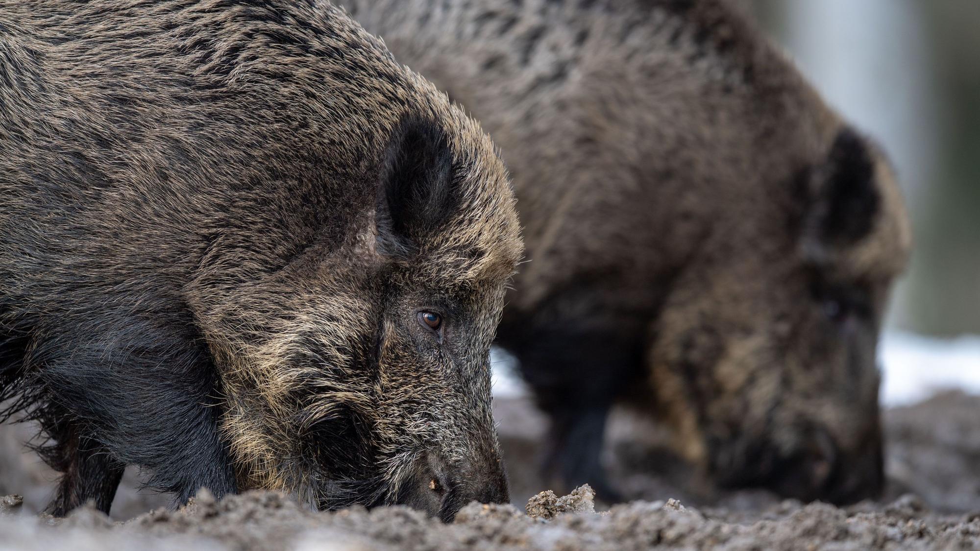 Zu sehen sind Wildschweine beim Fressen.