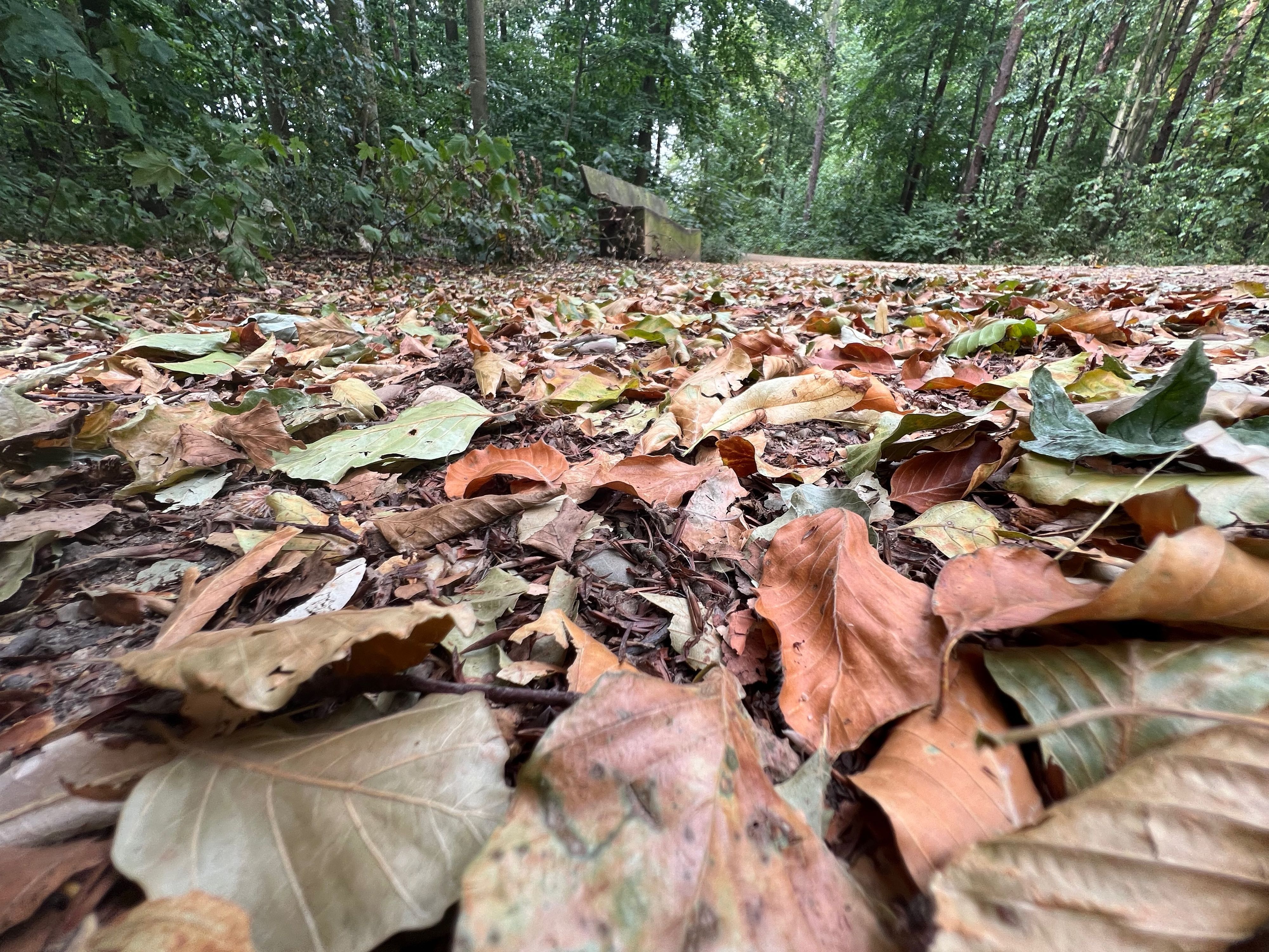 Blätter liegen auf Waldboden.