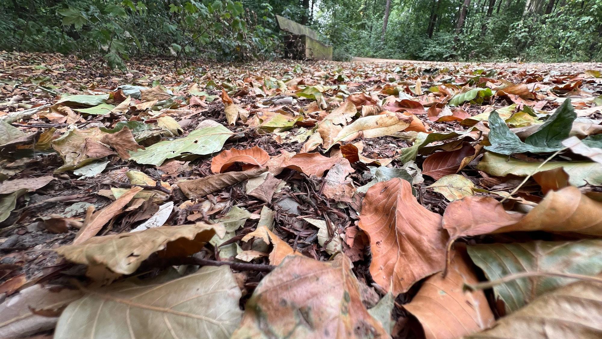 Blätter liegen auf Waldboden.