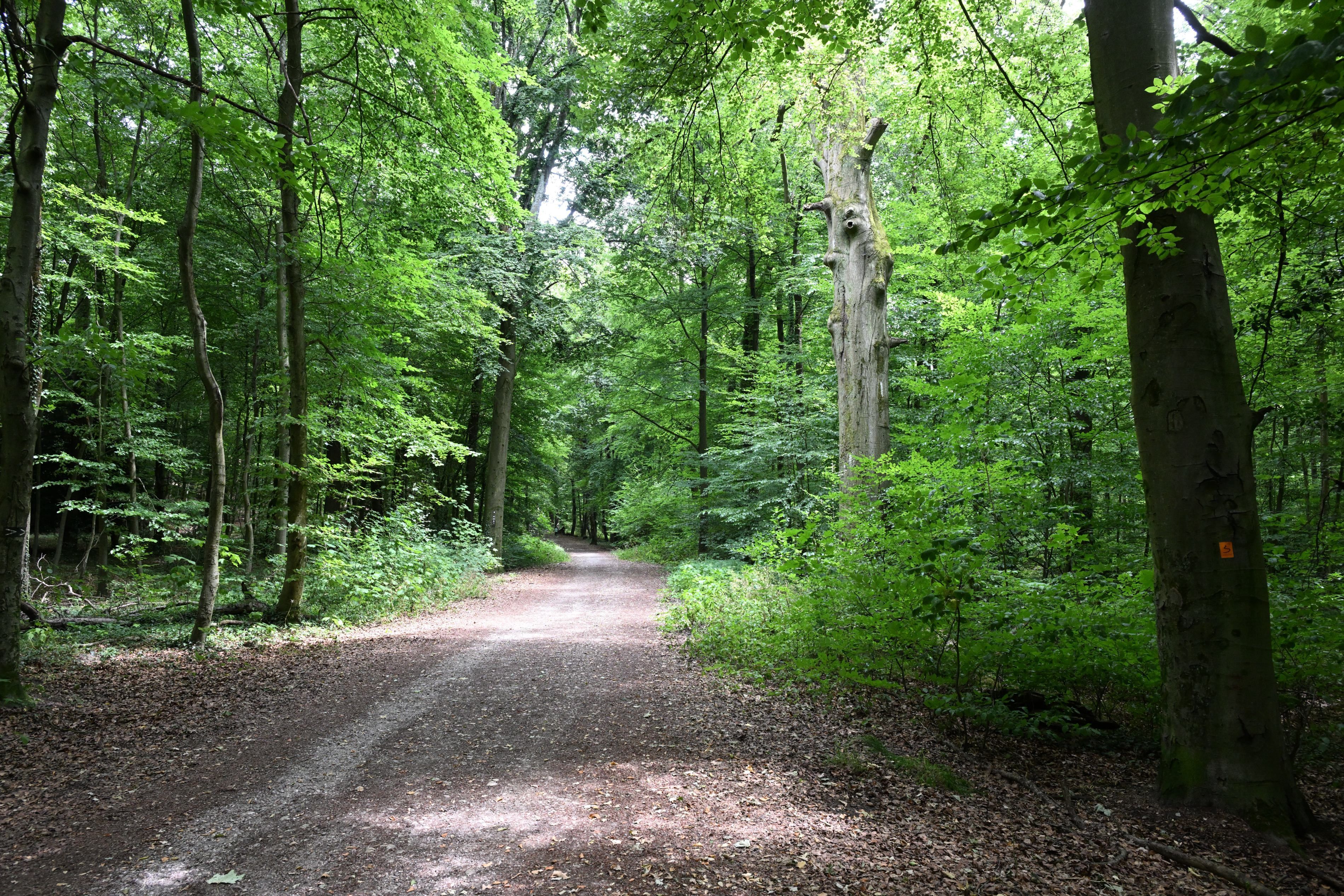 Rechts und links vom Weg stehen hohe Bäume.