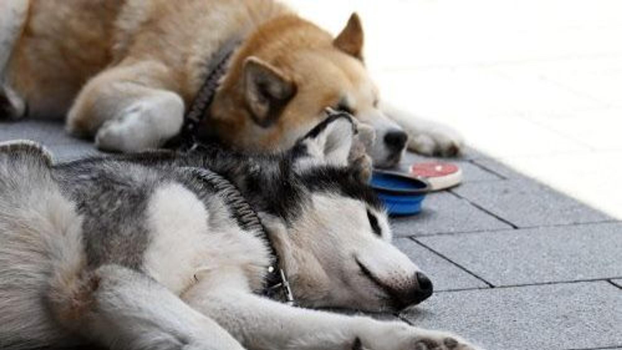 Ein Hund frisst Grashalme