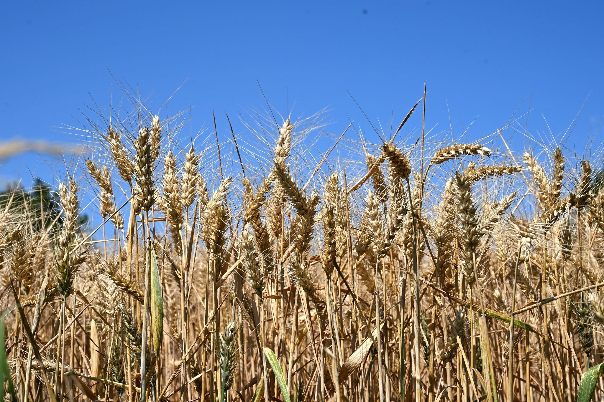Weather in North Rhine-Westphalia: Next heat wave expected - | up to 31 ...