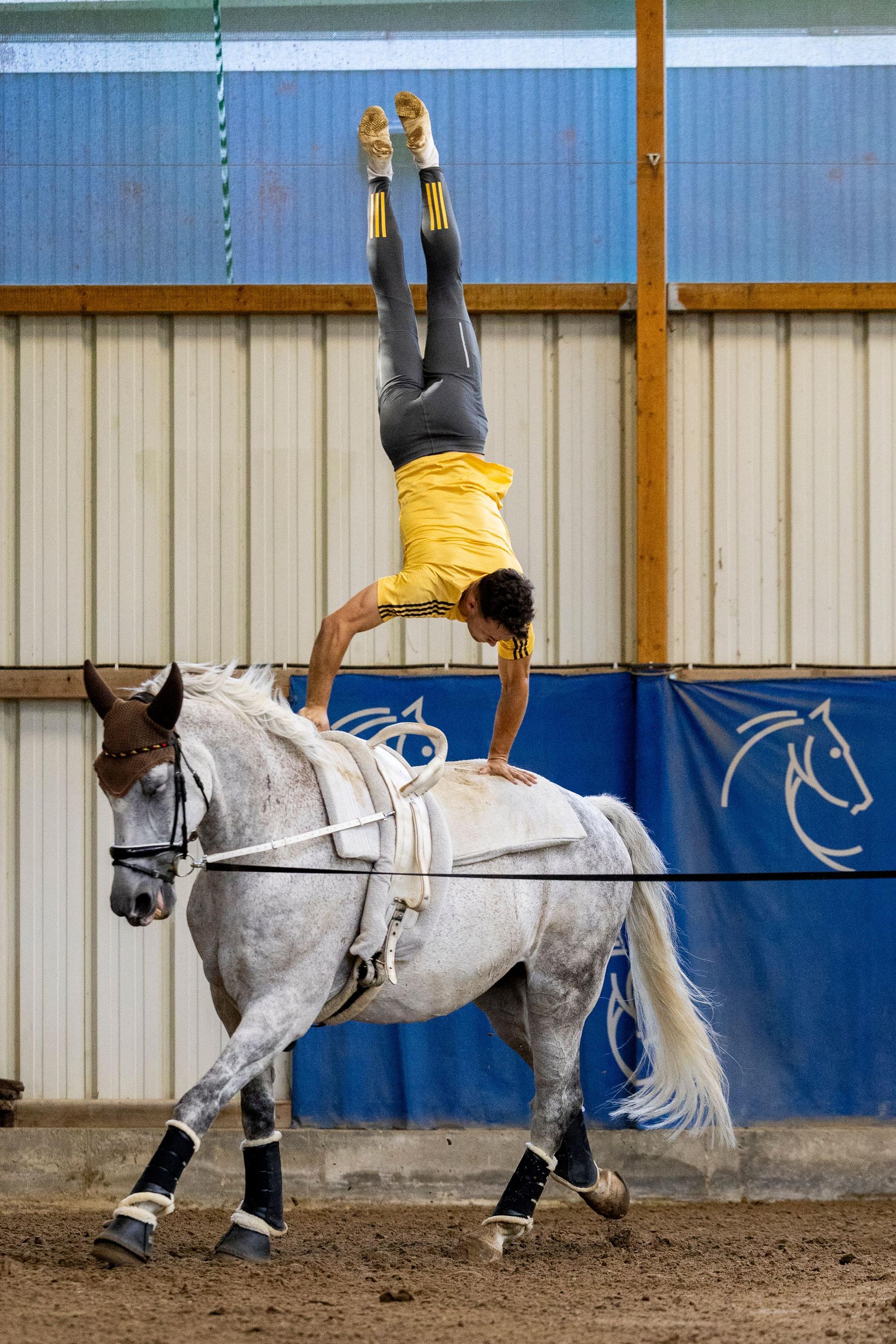 Ein Mann macht einen Handstand auf einem Schimmel.