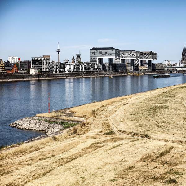 Niedrigwasser und sichtbare Trockenheit in Köln: Die Poller Wiesen am Rheinufer sind derzeit beige gefärbt.