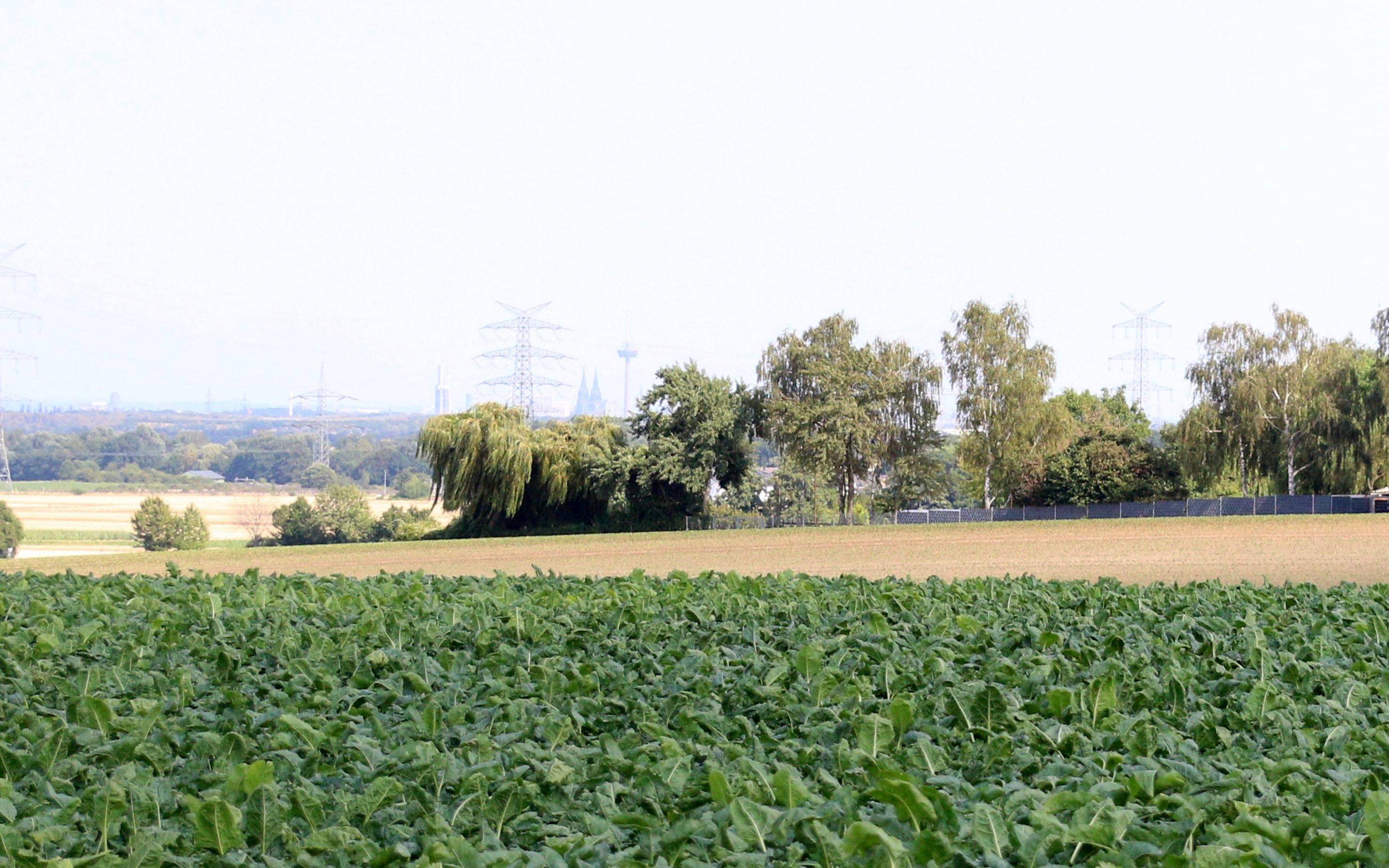 Blick in Ferne: Im Vordergrund Felder, im Hintergrund Strommasten und der Kölner Dom.