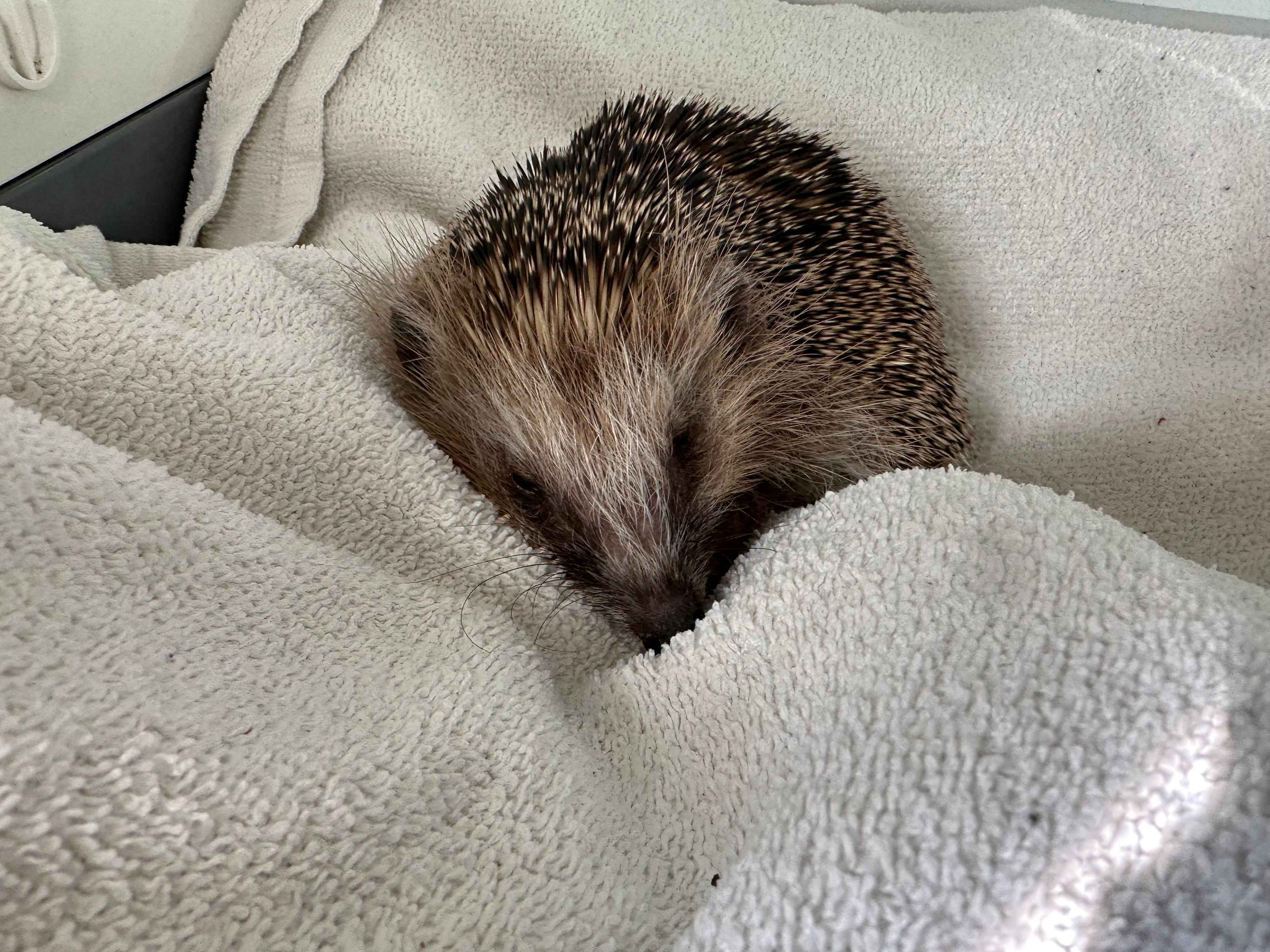 In der Auffangstation von Siegeritta Gebauer in Sankt Augustin werden kranke Igel aufgepäppelt.