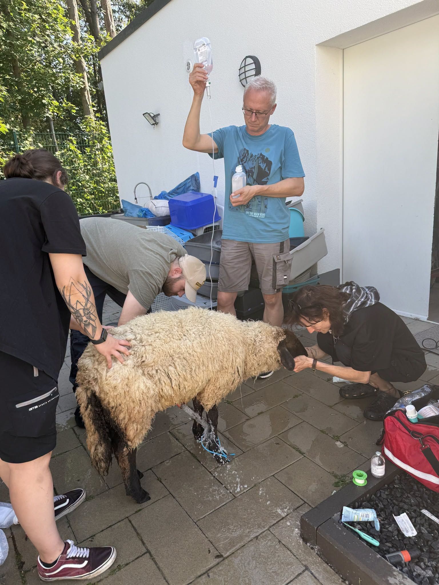 Das Bild zeigt, wie die Mitarbeitenden das Schaf mit Wasser kühlen.
