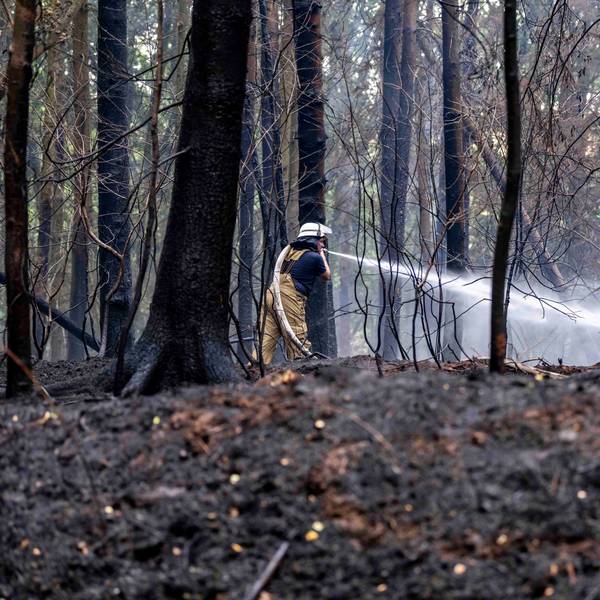 Zahlreiche Feuerwehrleute waren in Mechernich im Einsatz. Das Bild zeigt einen Feuerwehrmann, der den Waldbrand löscht.