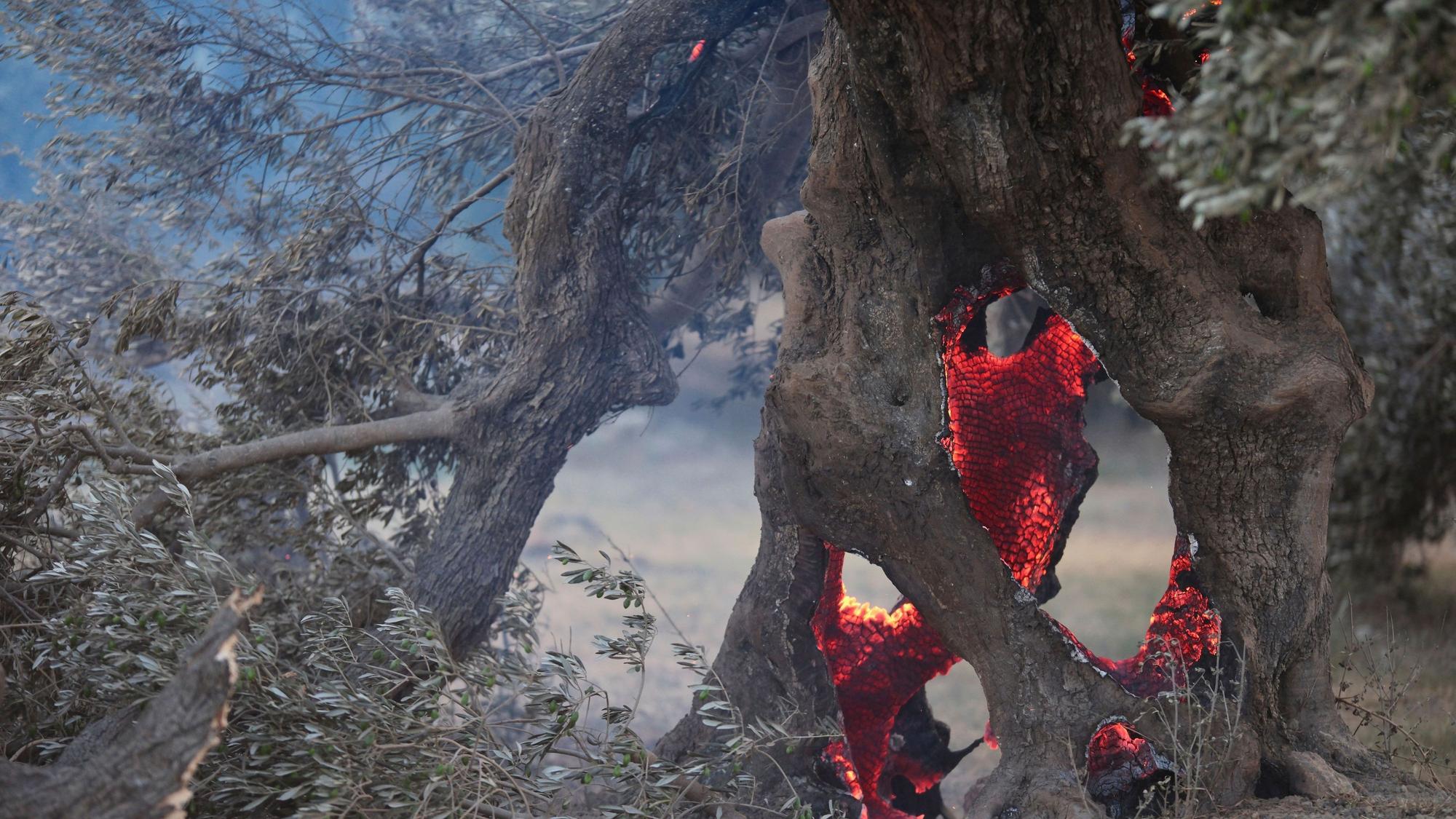 Bei einem Waldbrand in der Region Rethymno auf der südgriechischen Insel Kreta loderten die Flammen um einen Olivenbaum.