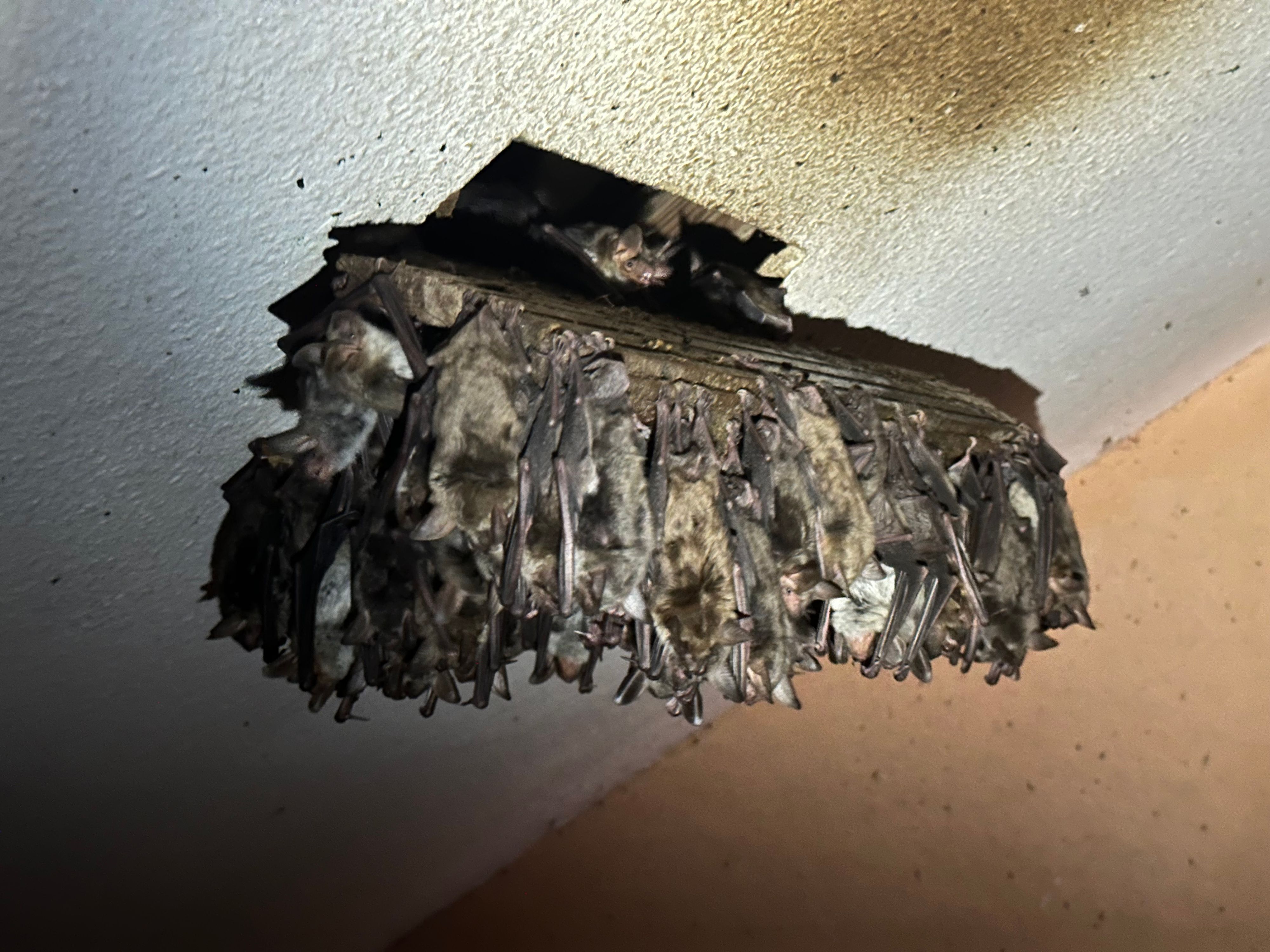 Dicht an dicht hängen die Fledermäuse an der Decke der Wohnung im Dachschoss des Pfarrhauses in Eitorf.