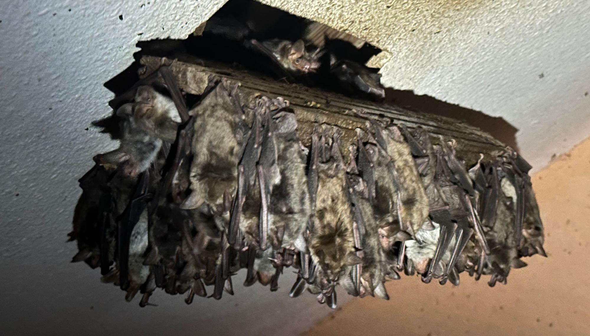 Dicht an dicht hängen die Fledermäuse an der Decke der Wohnung im Dachschoss des Pfarrhauses in Eitorf.