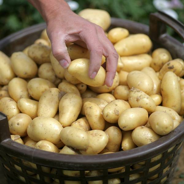 Ein Mann greift auf einem Kartoffelacker in einen Korb Kartoffeln der Sorte Annabella.