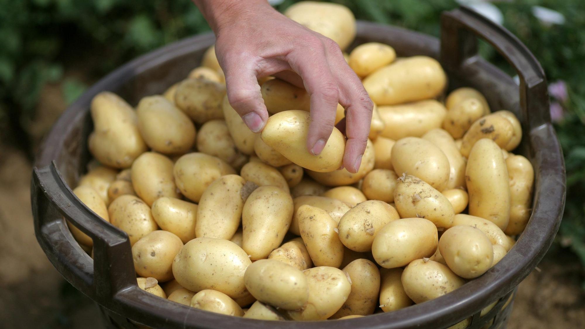 Ein Mann greift auf einem Kartoffelacker in einen Korb Kartoffeln der Sorte Annabella.