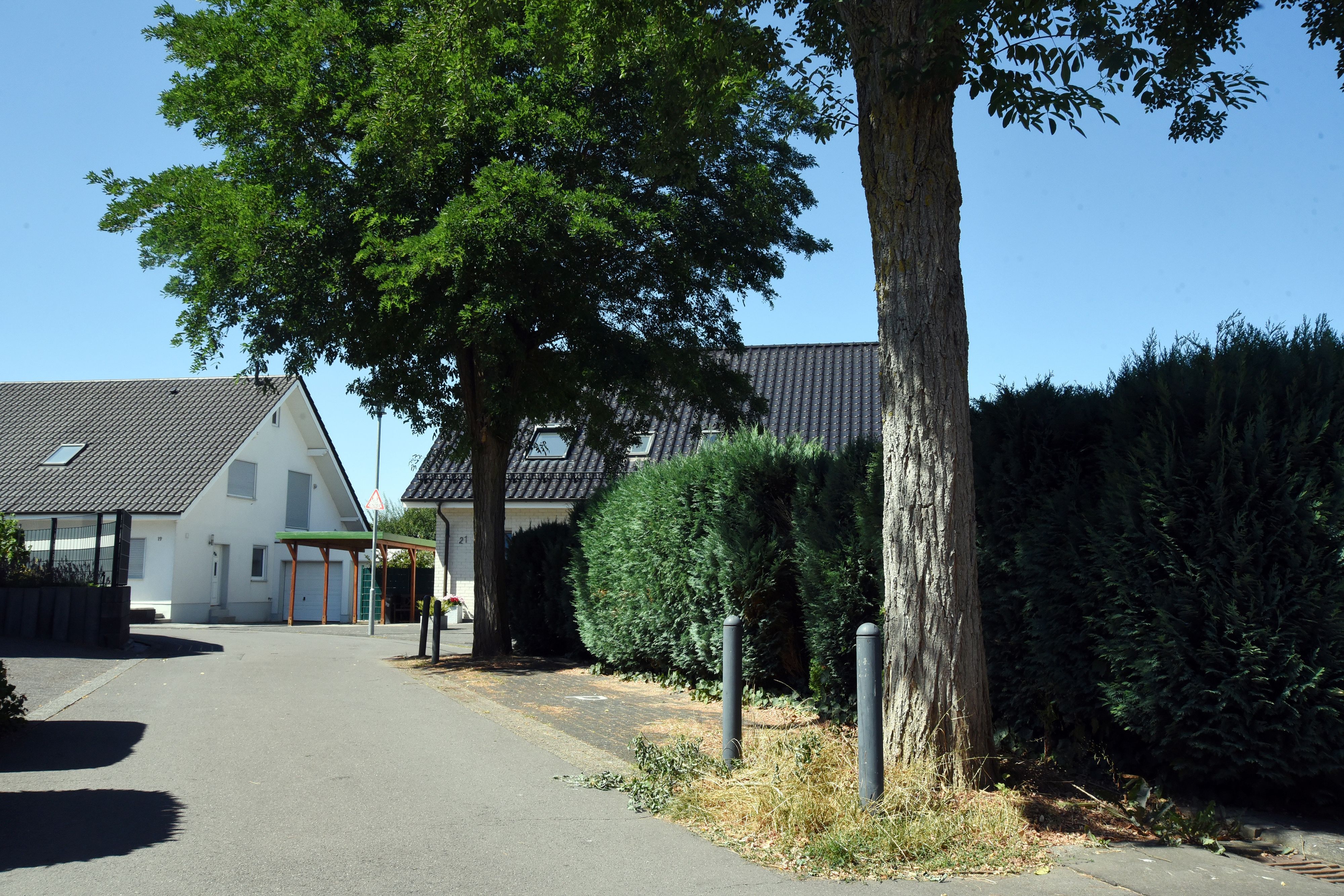 Das Foto zeigt zwei Robinien am Lupinenweg in Nümbrecht.