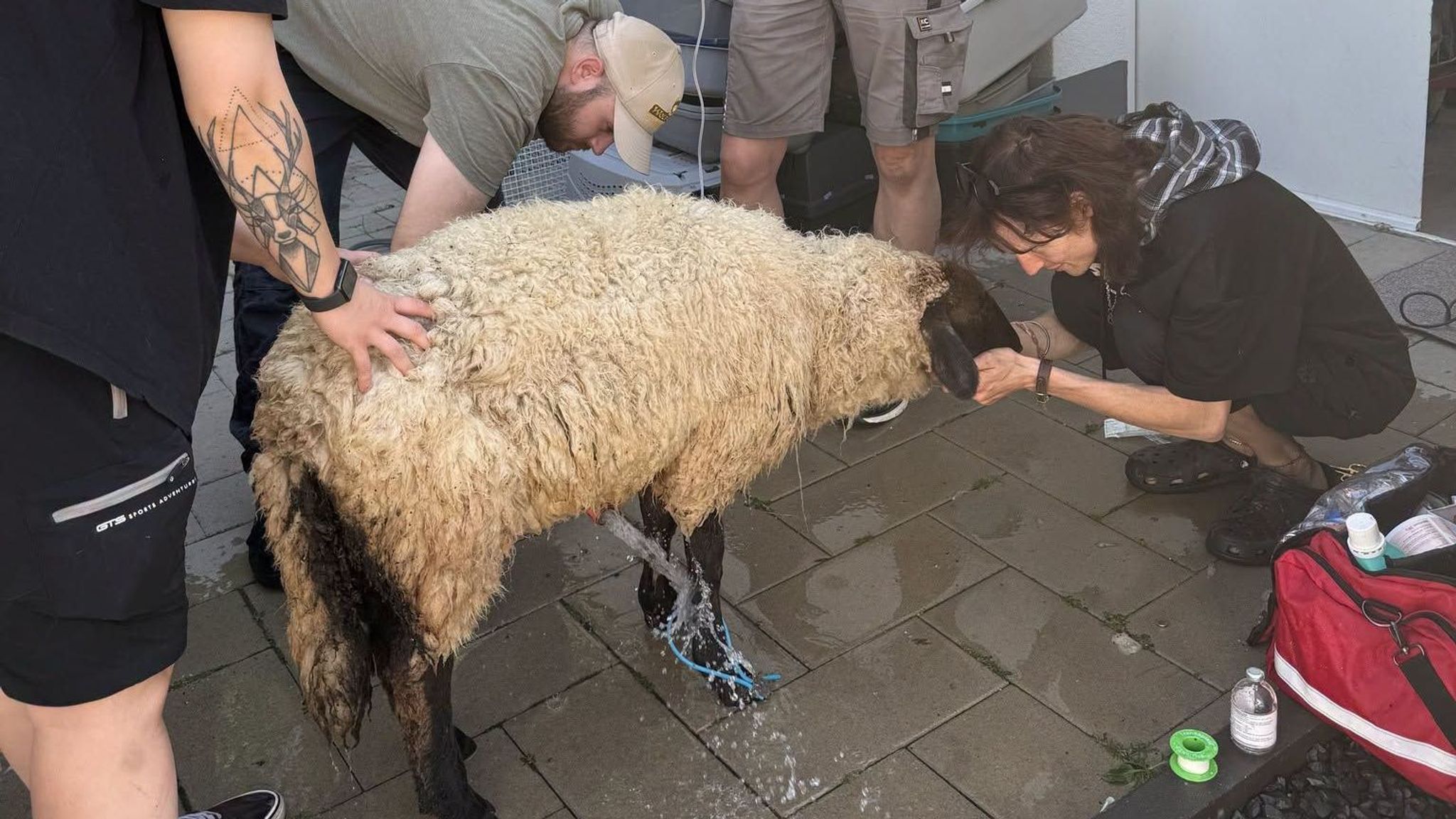 Mitarbeitende des Tierheims versuchten ein Schaf zu retten, das starker Hitze ausgesetzt war.