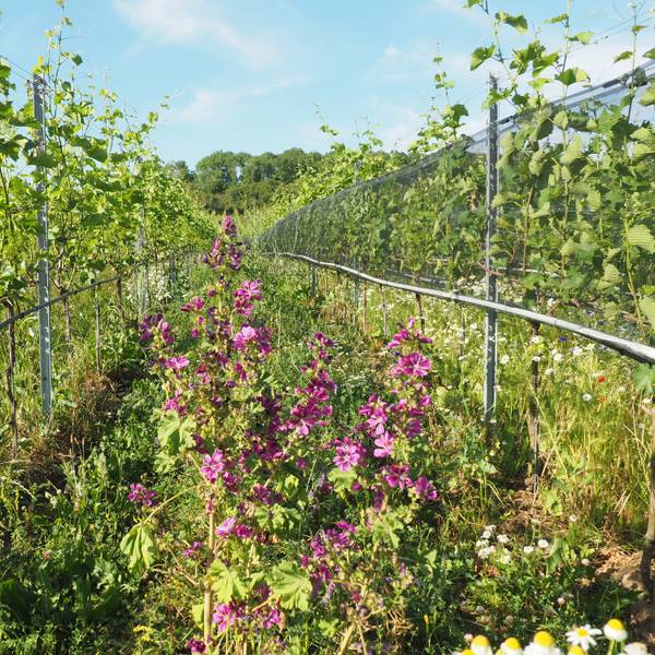 Zwischen zwei Reihen mit Weinstöcken ist ein Beet mit anderen blühenden Pflanzen zu sehen.