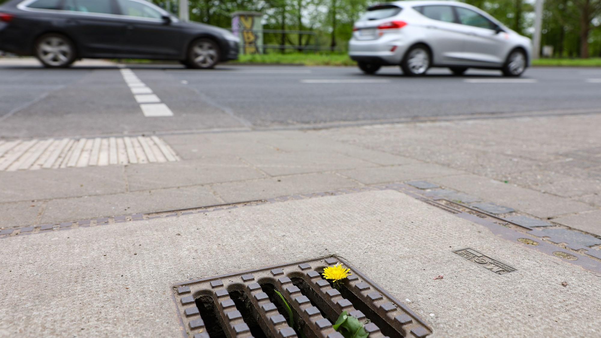 Gully an der Aachener Straße: In Köln riecht es nur gelegentlich aus den Abwasser-Kanälen.