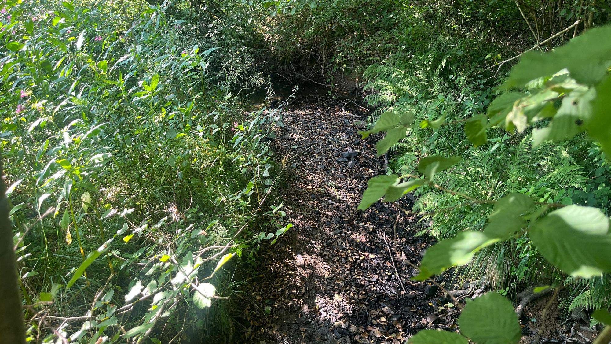 Der Krabach ist ausgetrocknet, Schwarzstörche finden keine Nahrung mehr.