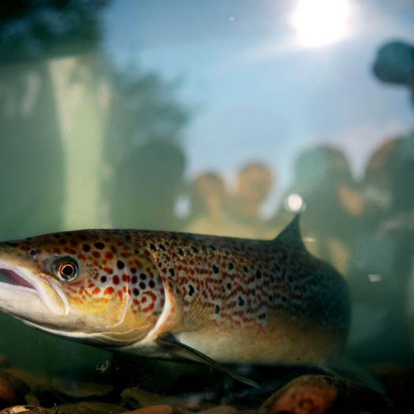 Ein Lachs schwimmt nach seiner Registrierung am Siegwehr bei Siegburg in einem Aquarium.