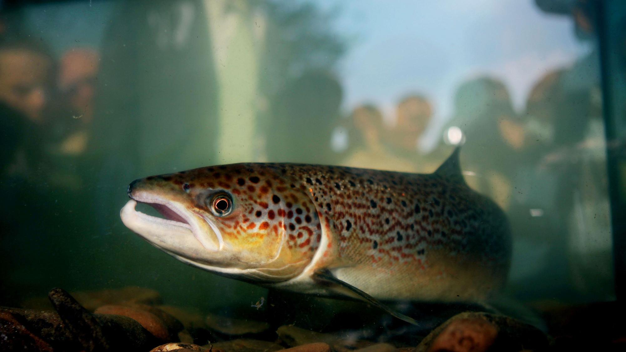 Ein Lachs schwimmt nach seiner Registrierung am Siegwehr bei Siegburg in einem Aquarium.